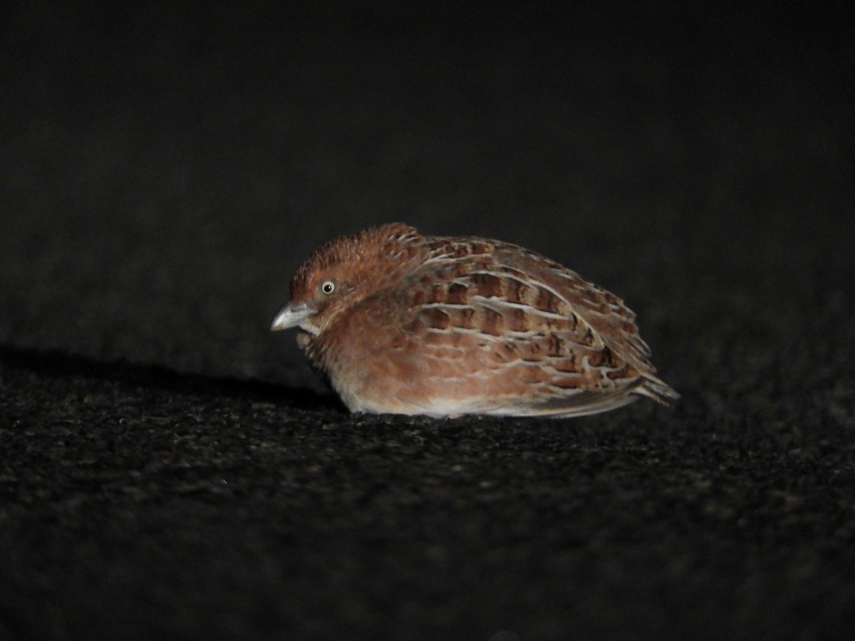 Little Buttonquail - ML623422610