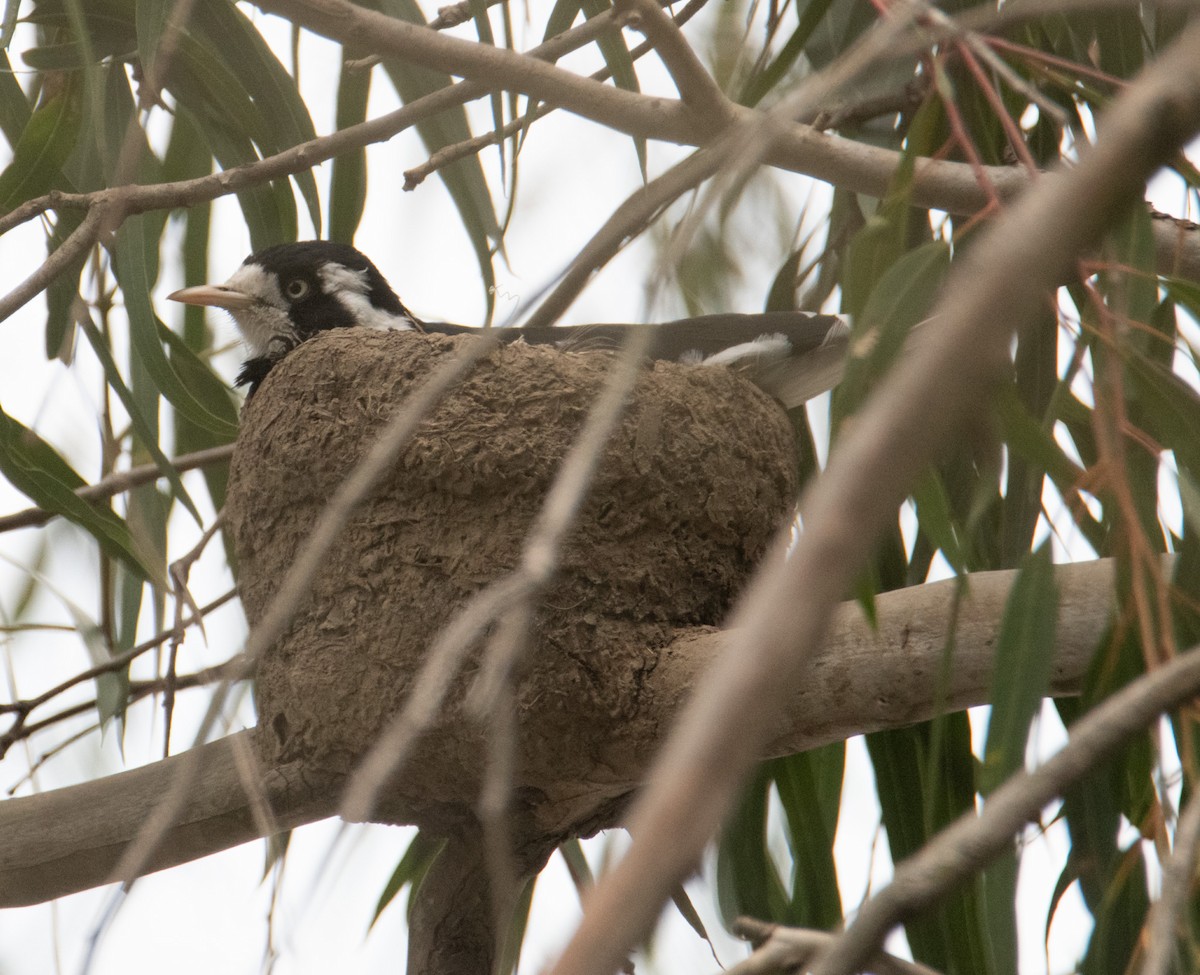 Magpie-lark - ML623422620