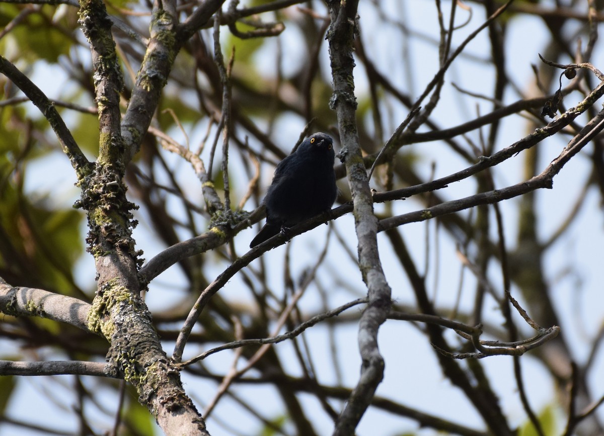 Deep-blue Flowerpiercer - ML623422624