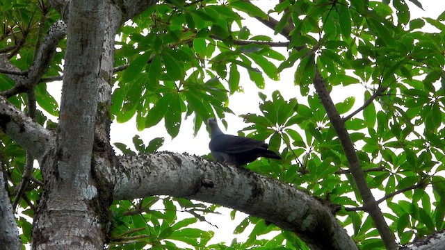 Andaman Wood-Pigeon - ML623422634