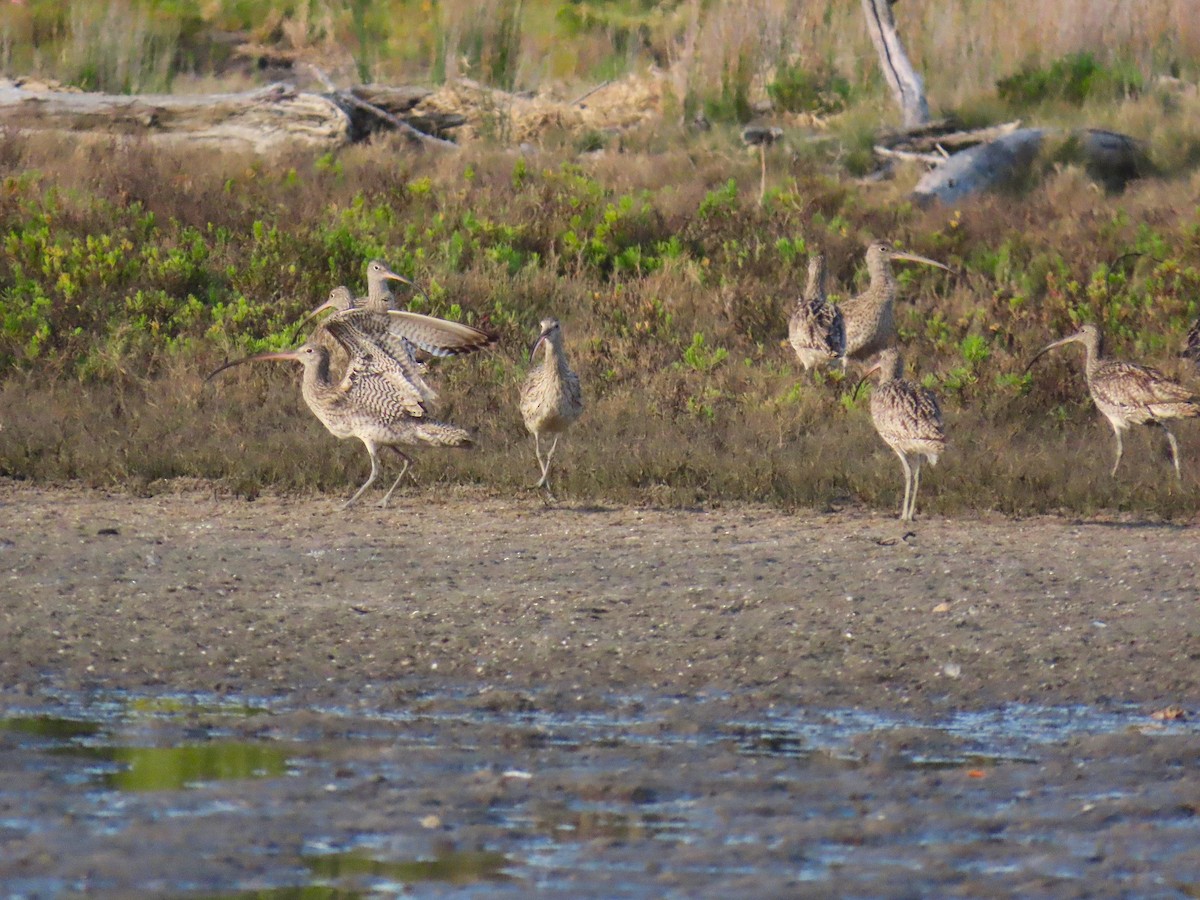 Far Eastern Curlew - ML623422643