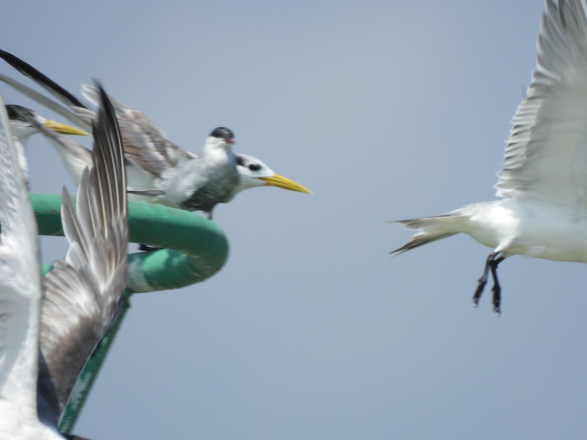 Roseate Tern - ML623422655