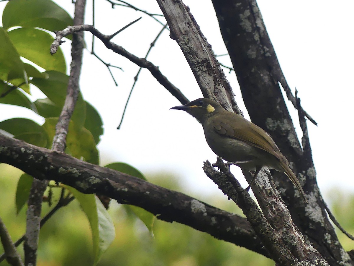 Yellow-spotted Honeyeater - ML623422729