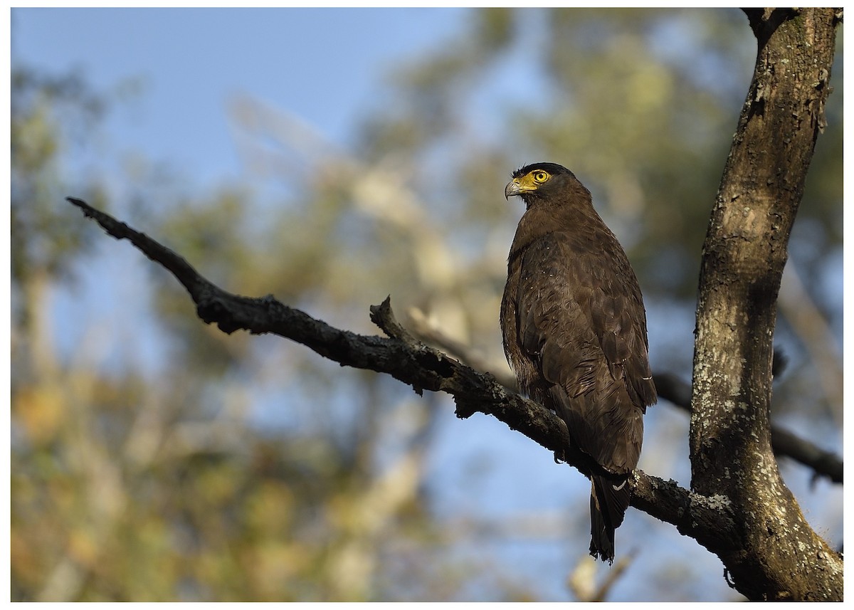 Crested Serpent-Eagle - ML623422736