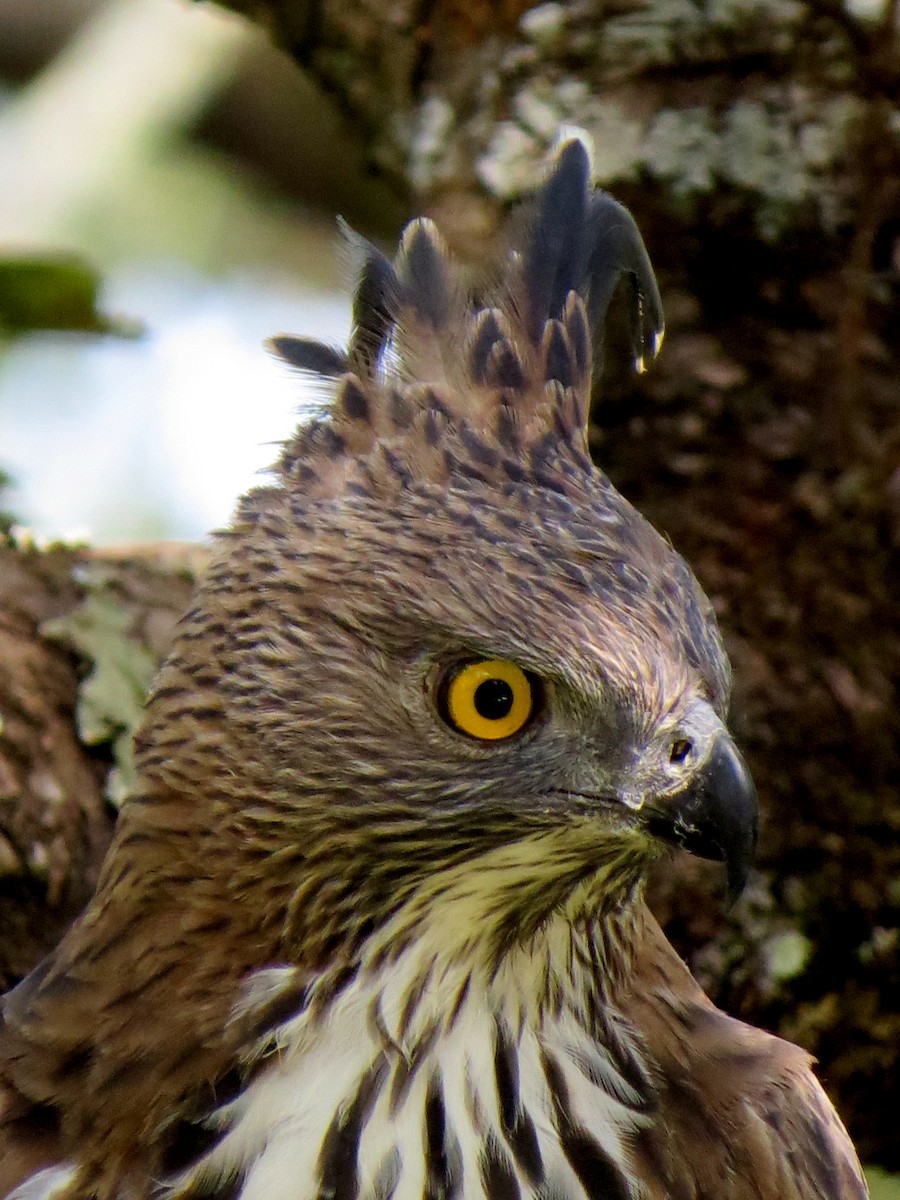 Changeable Hawk-Eagle - ML623422742