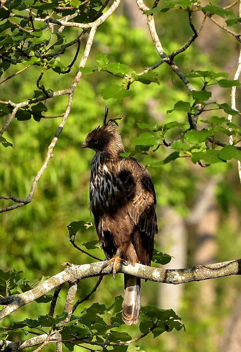 Changeable Hawk-Eagle - ML623422743