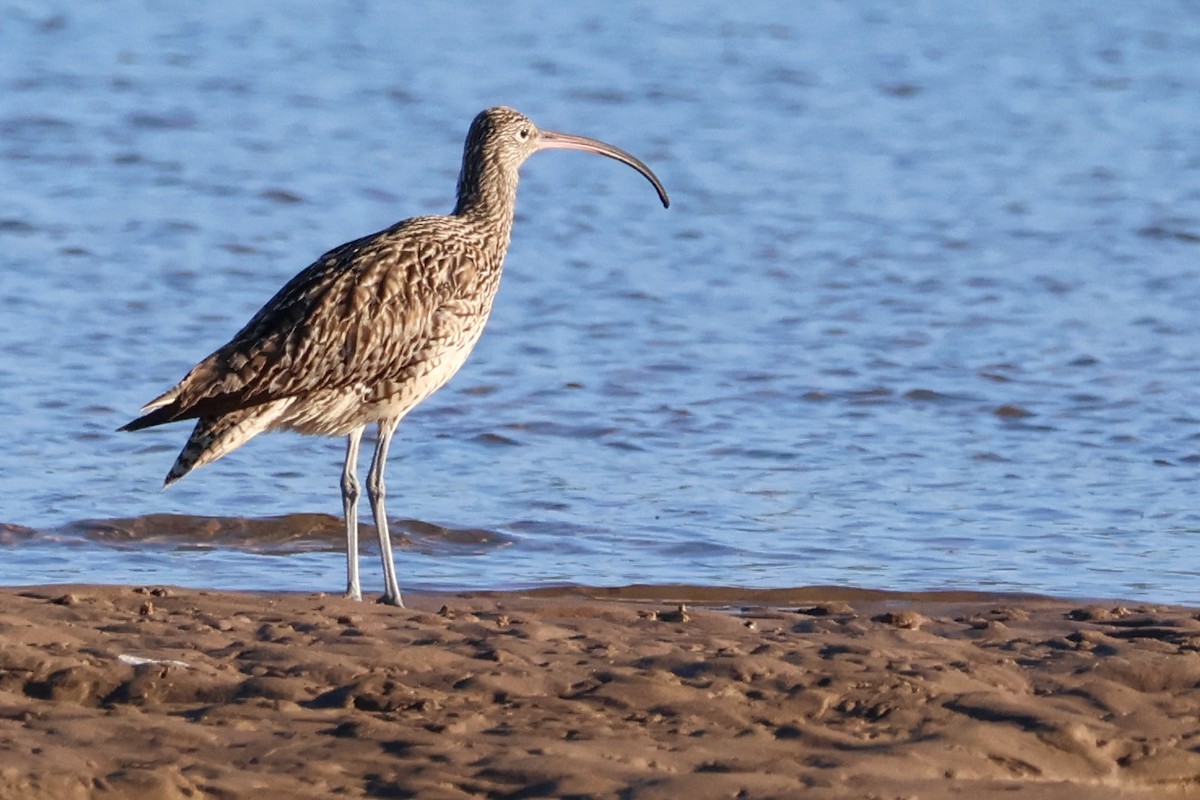 Far Eastern Curlew - ML623422746