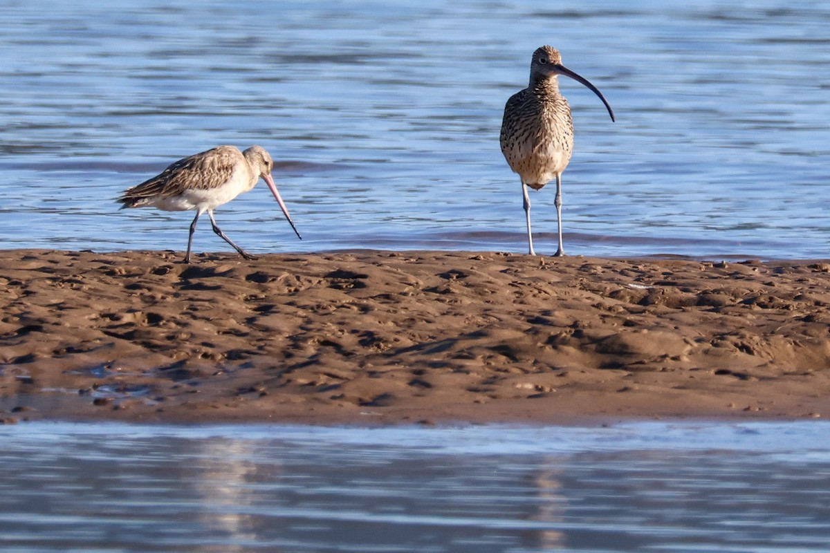 Far Eastern Curlew - ML623422747