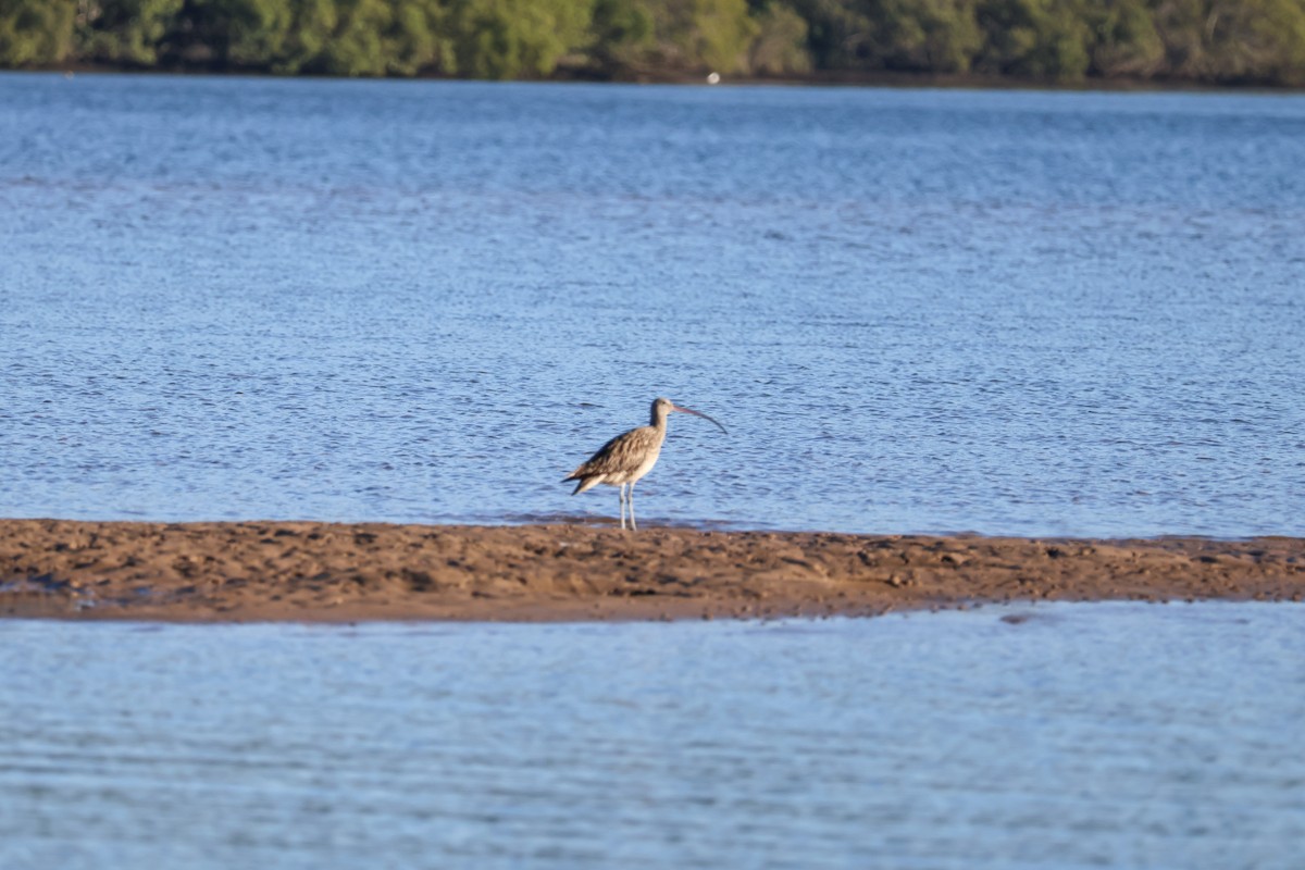 Far Eastern Curlew - ML623422748