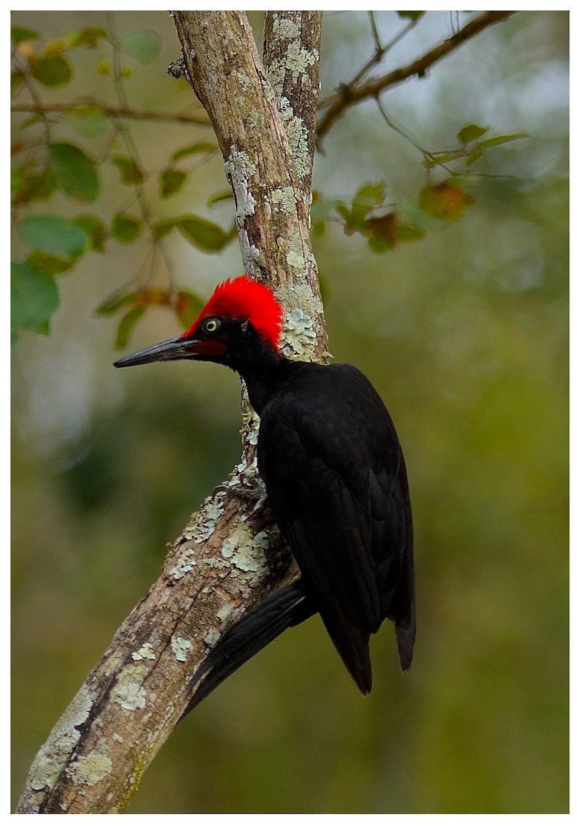 White-bellied Woodpecker - ML623422762