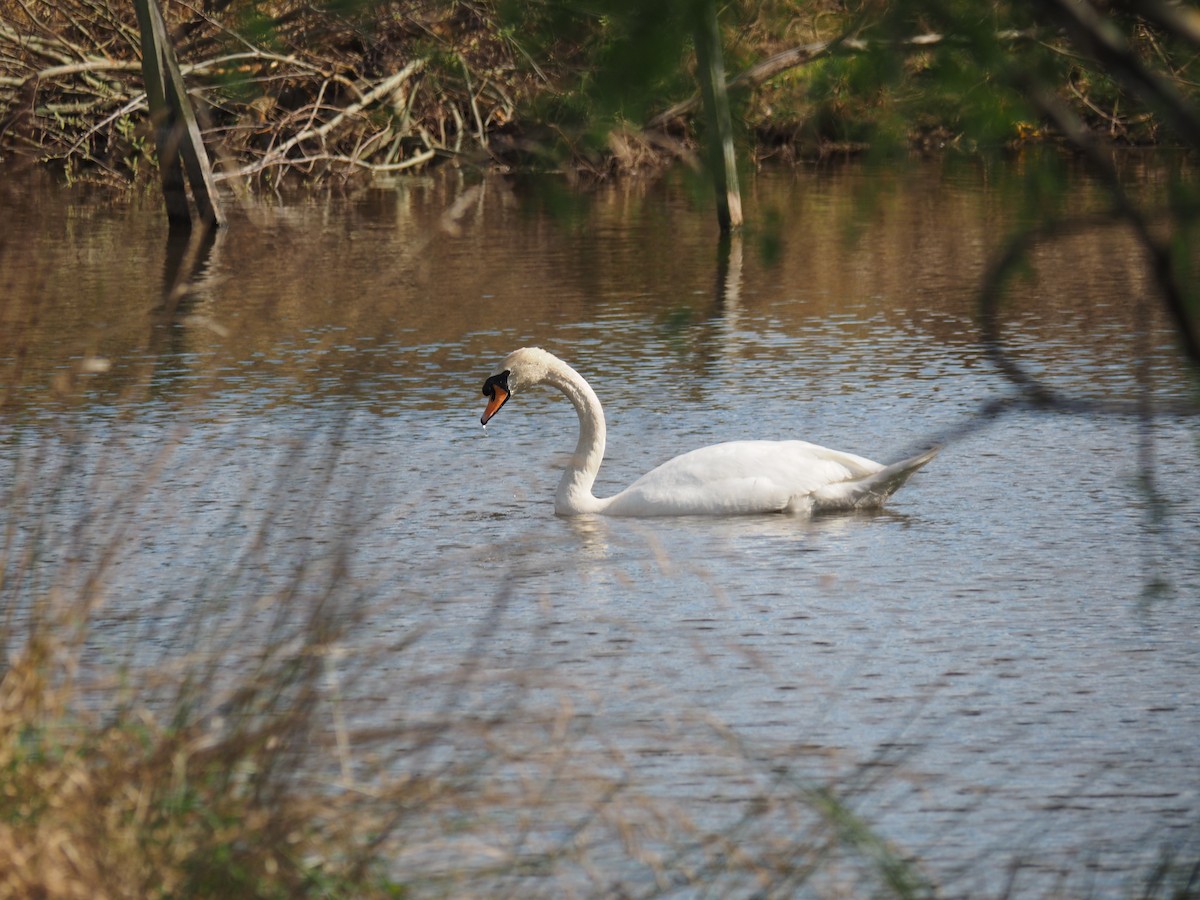Mute Swan - ML623422766