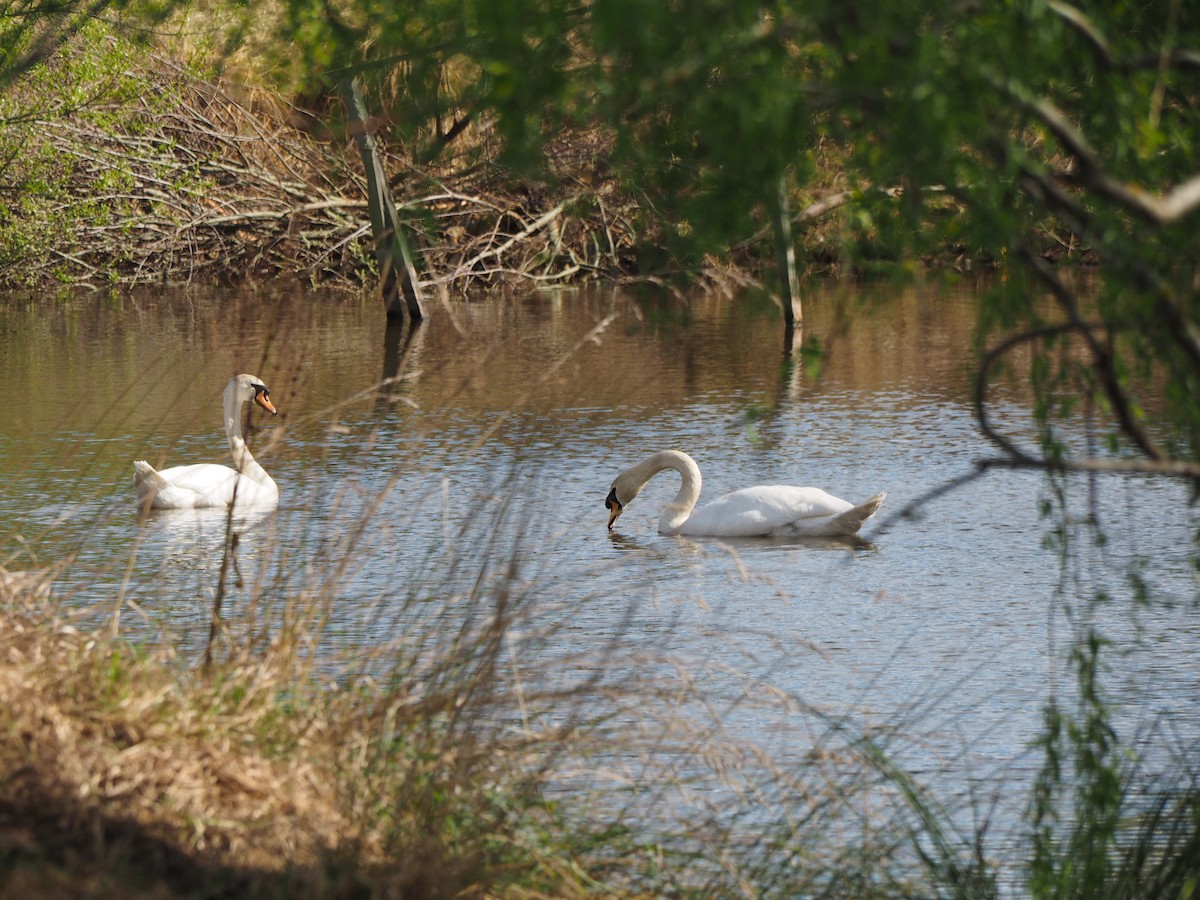 Mute Swan - ML623422767