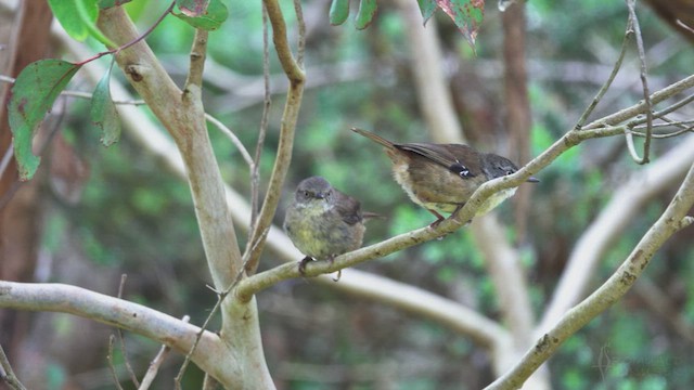White-browed Scrubwren - ML623422813