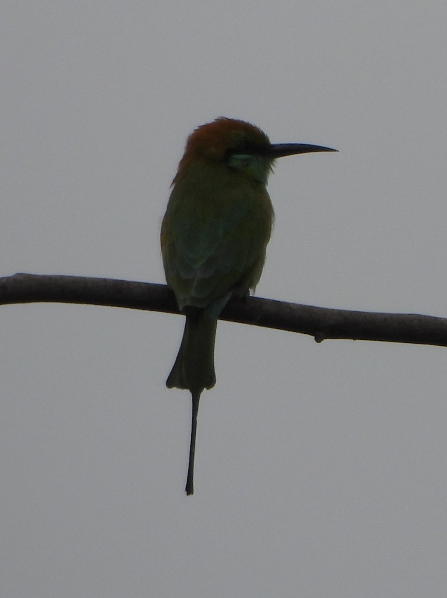 Asian Green Bee-eater - ML623422815