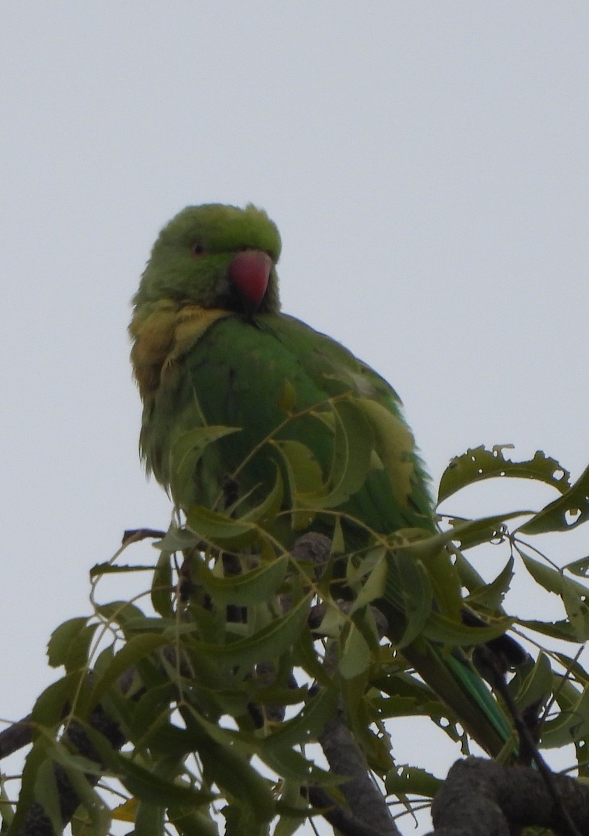 Rose-ringed Parakeet - ML623422820