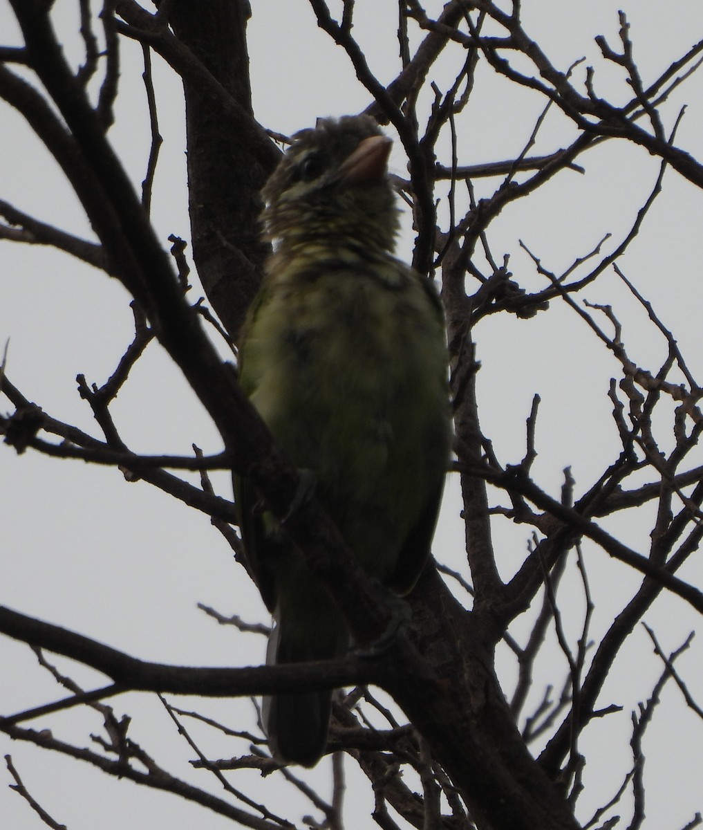 White-cheeked Barbet - ML623422822