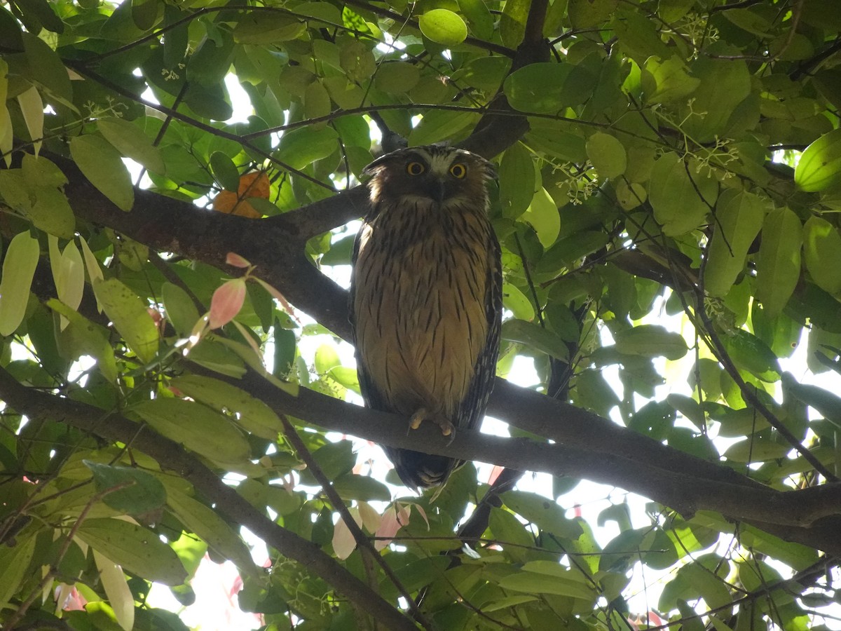 Buffy Fish-Owl - ML623422824