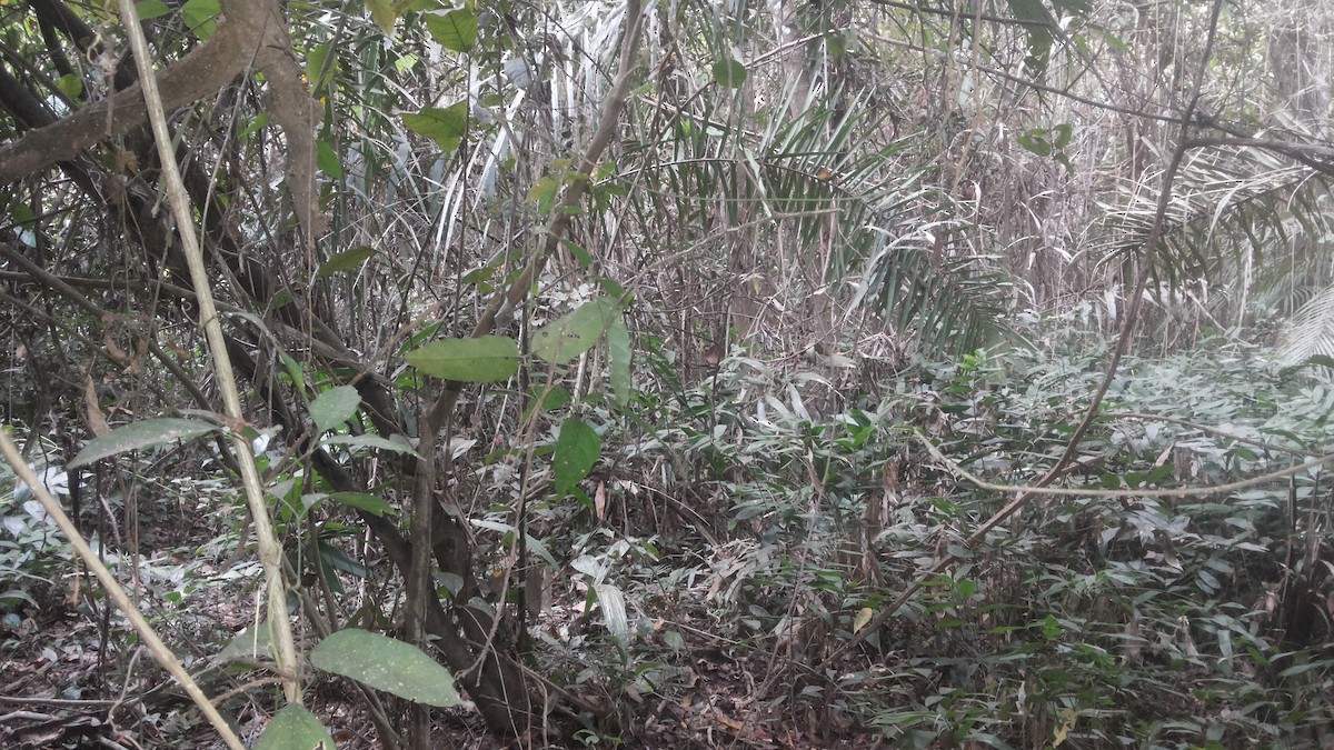 Masked Antpitta - ML623422921