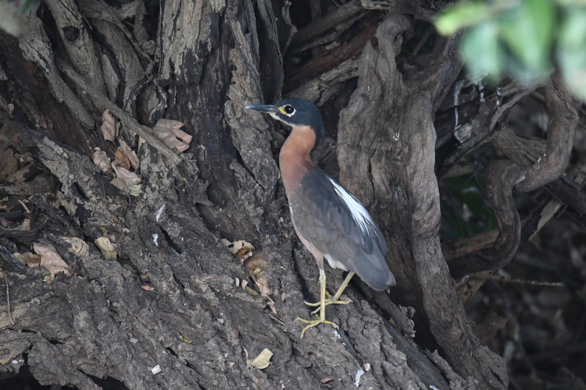 White-backed Night Heron - Philipp Straub