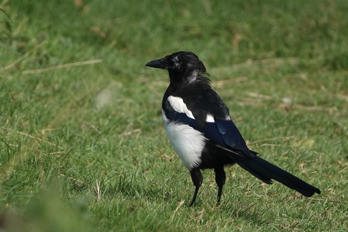 Eurasian Magpie (Eurasian) - ML623422962