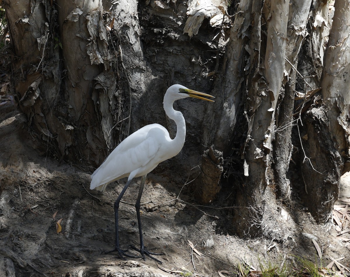 Great Egret - ML623423015