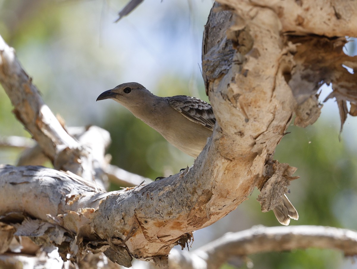 Great Bowerbird - ML623423044