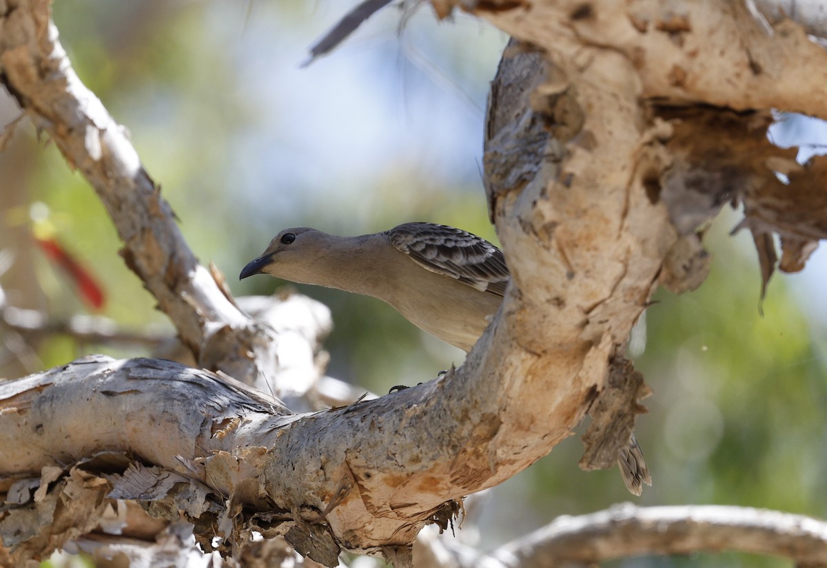 Great Bowerbird - ML623423045