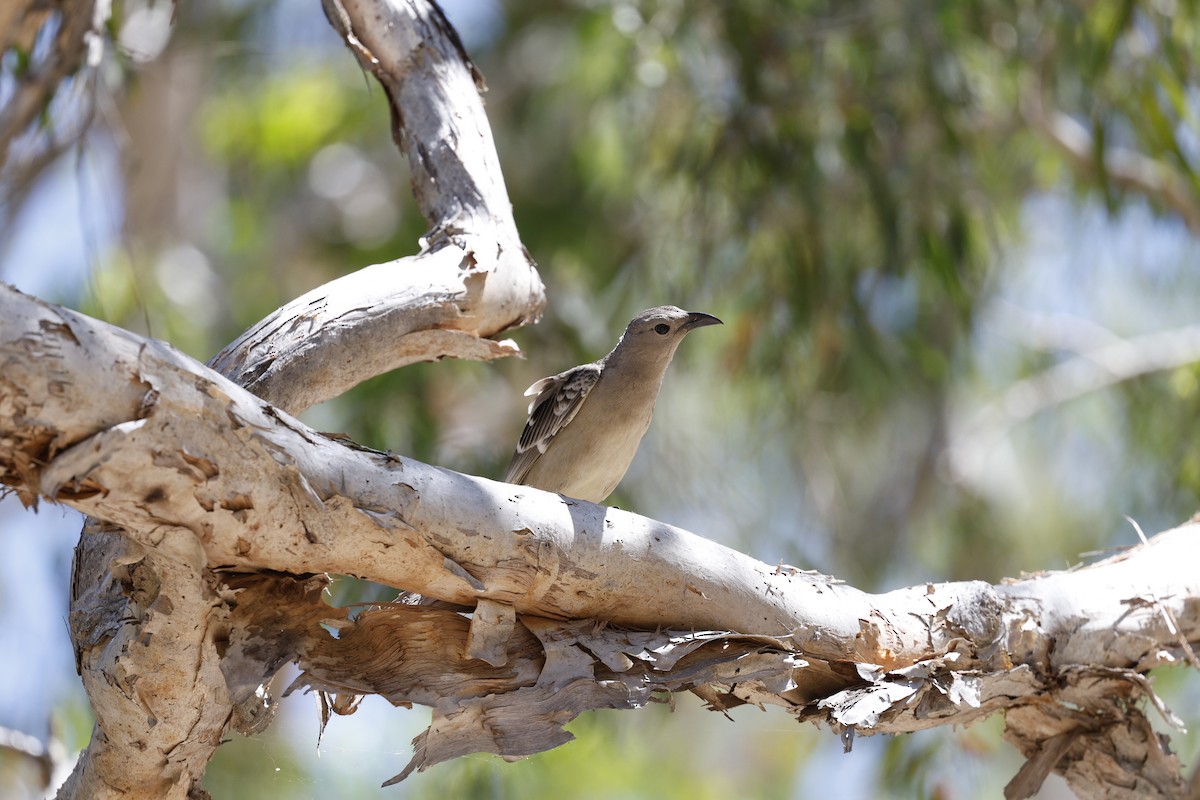 Great Bowerbird - ML623423046