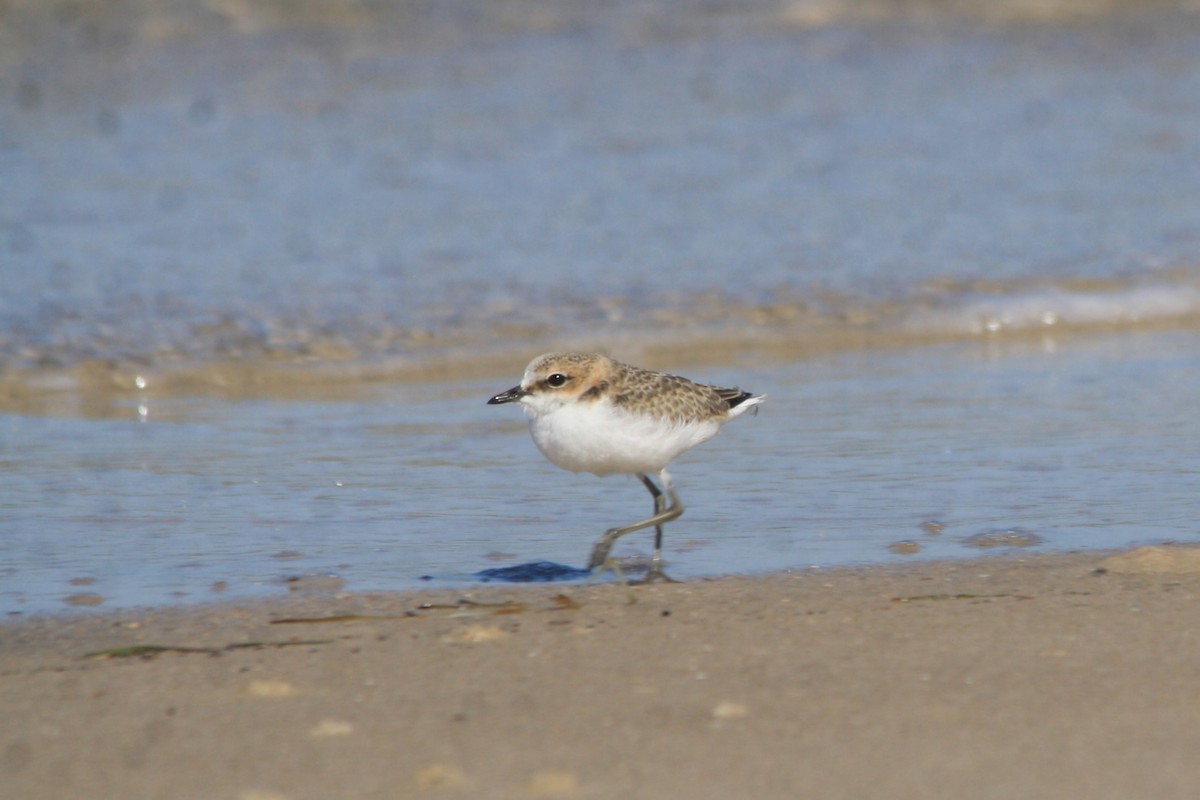 Red-capped Plover - ML623423088