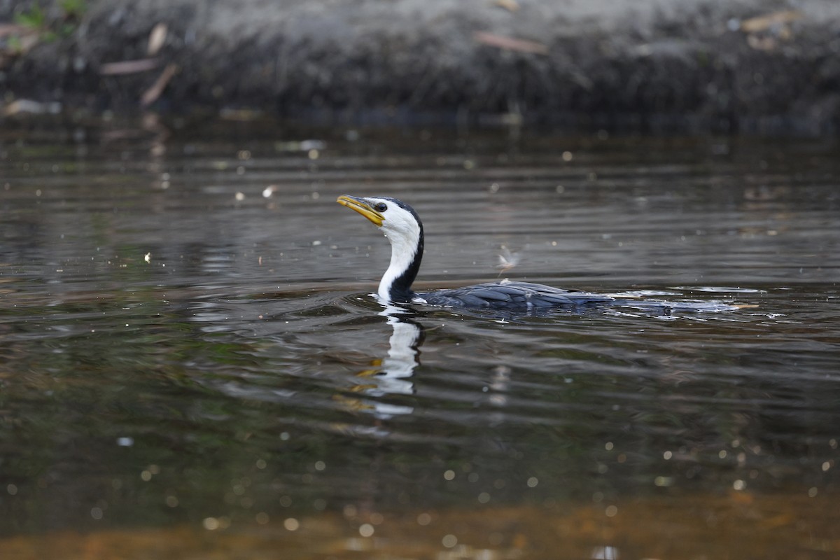 Little Pied Cormorant - ML623423113