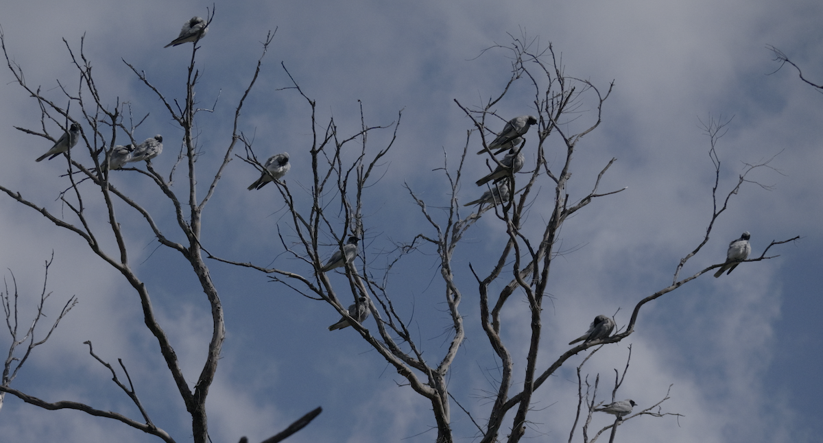 Black-faced Cuckooshrike - ML623423130