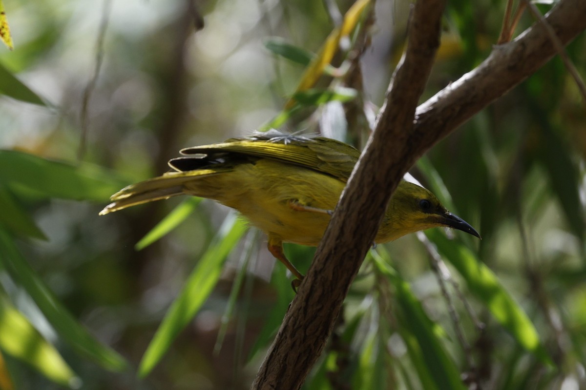 Yellow Honeyeater - ML623423148