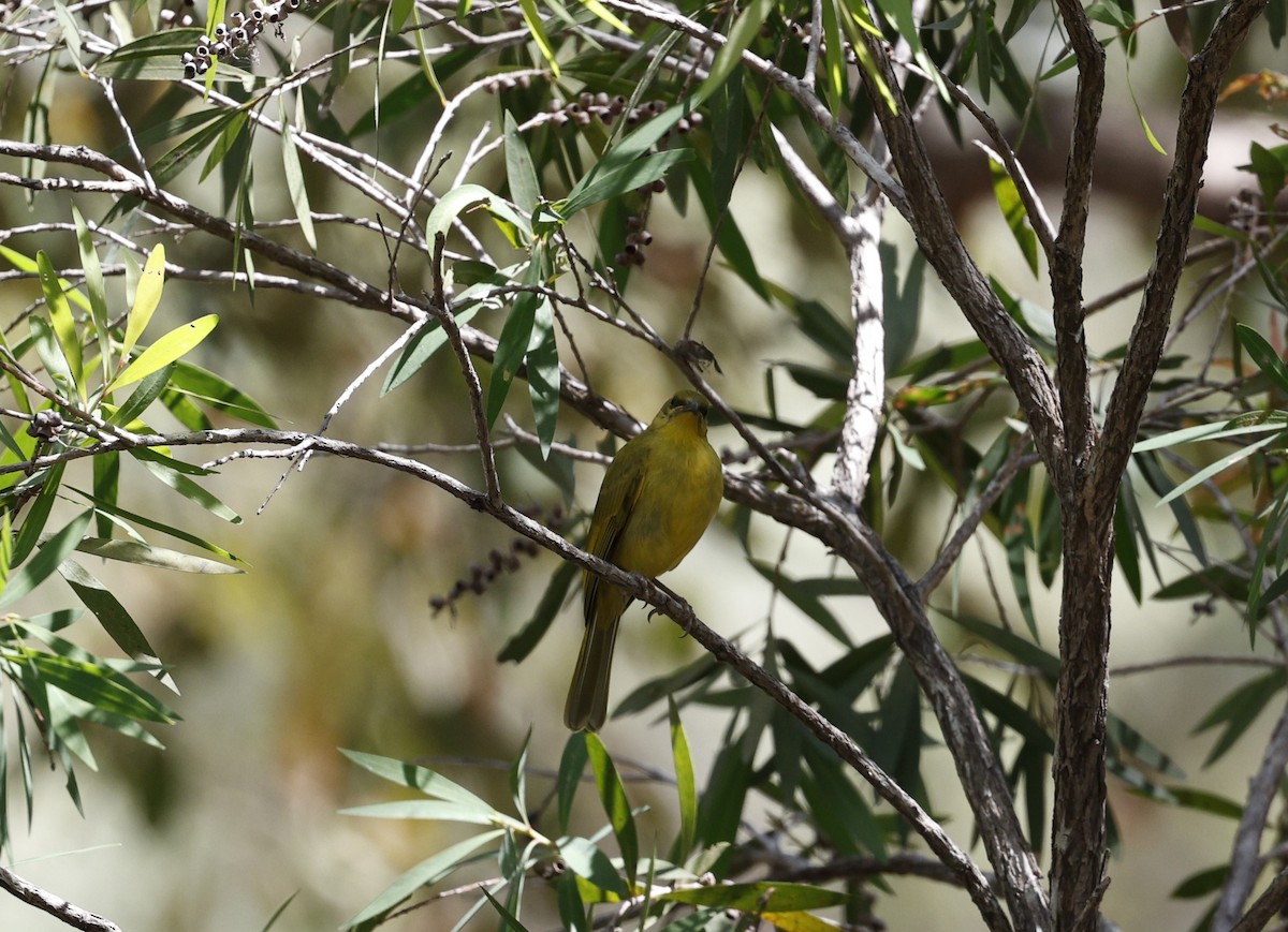 Yellow Honeyeater - Cathy Pert