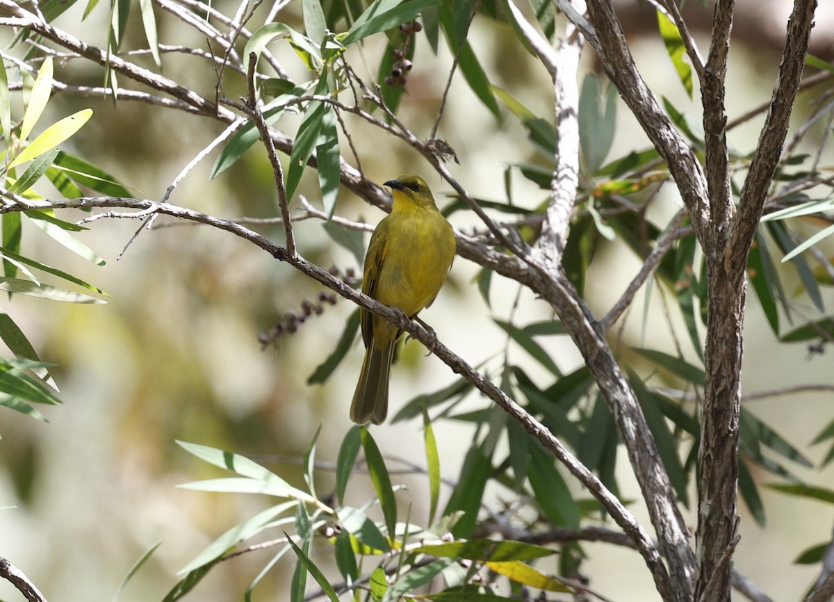 Yellow Honeyeater - ML623423150