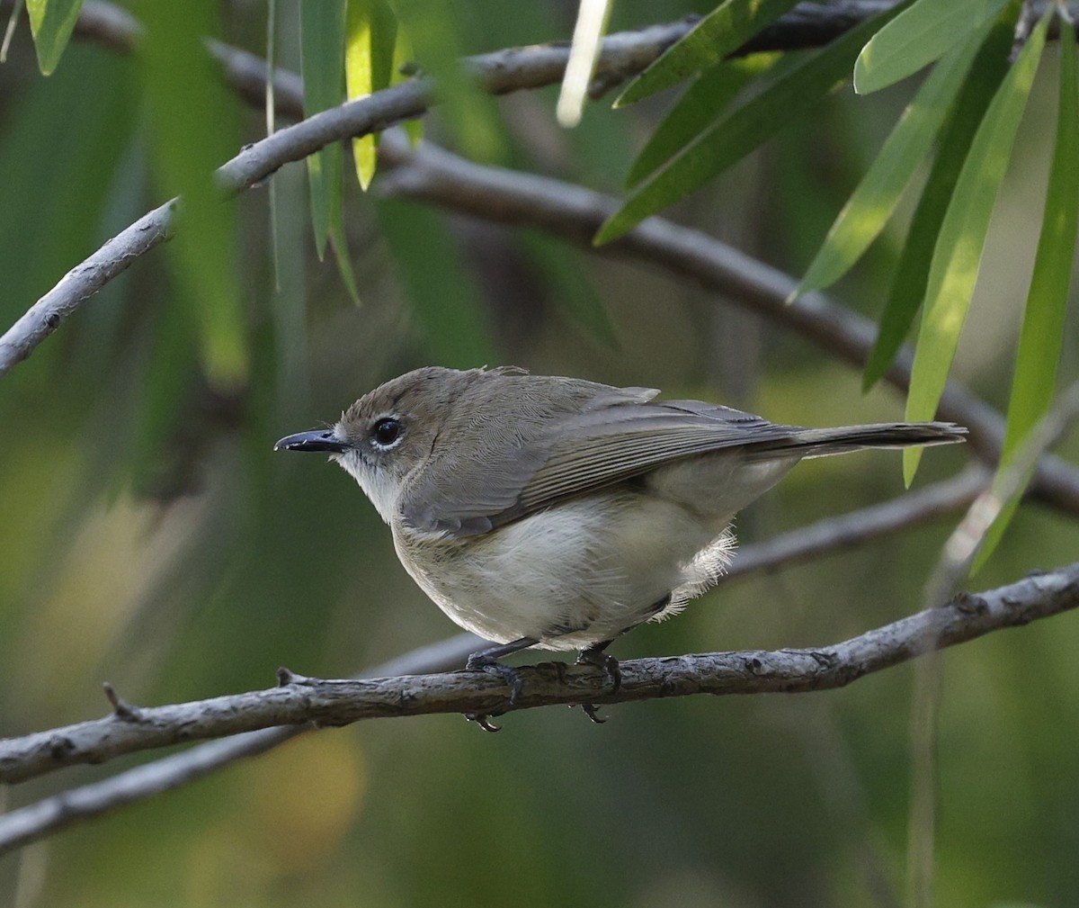 Large-billed Gerygone - ML623423160