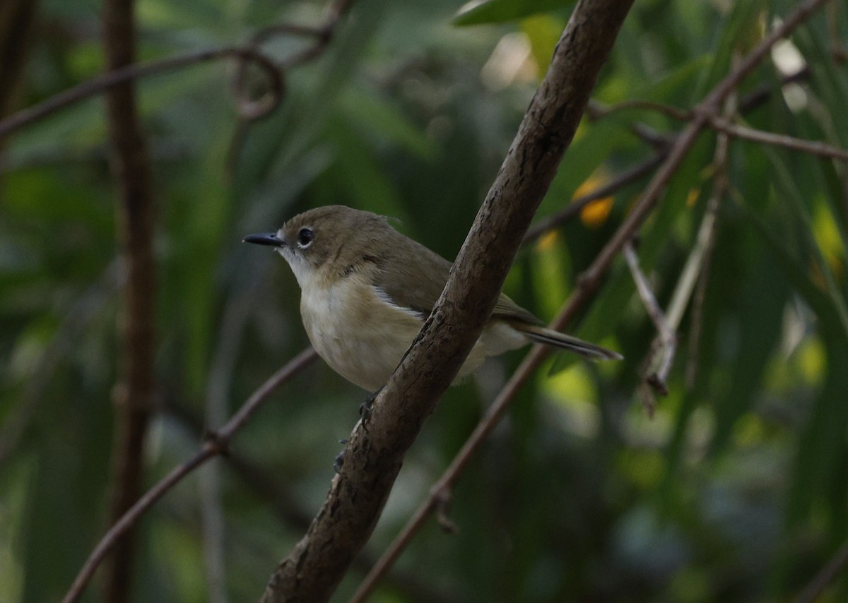 Large-billed Gerygone - ML623423161