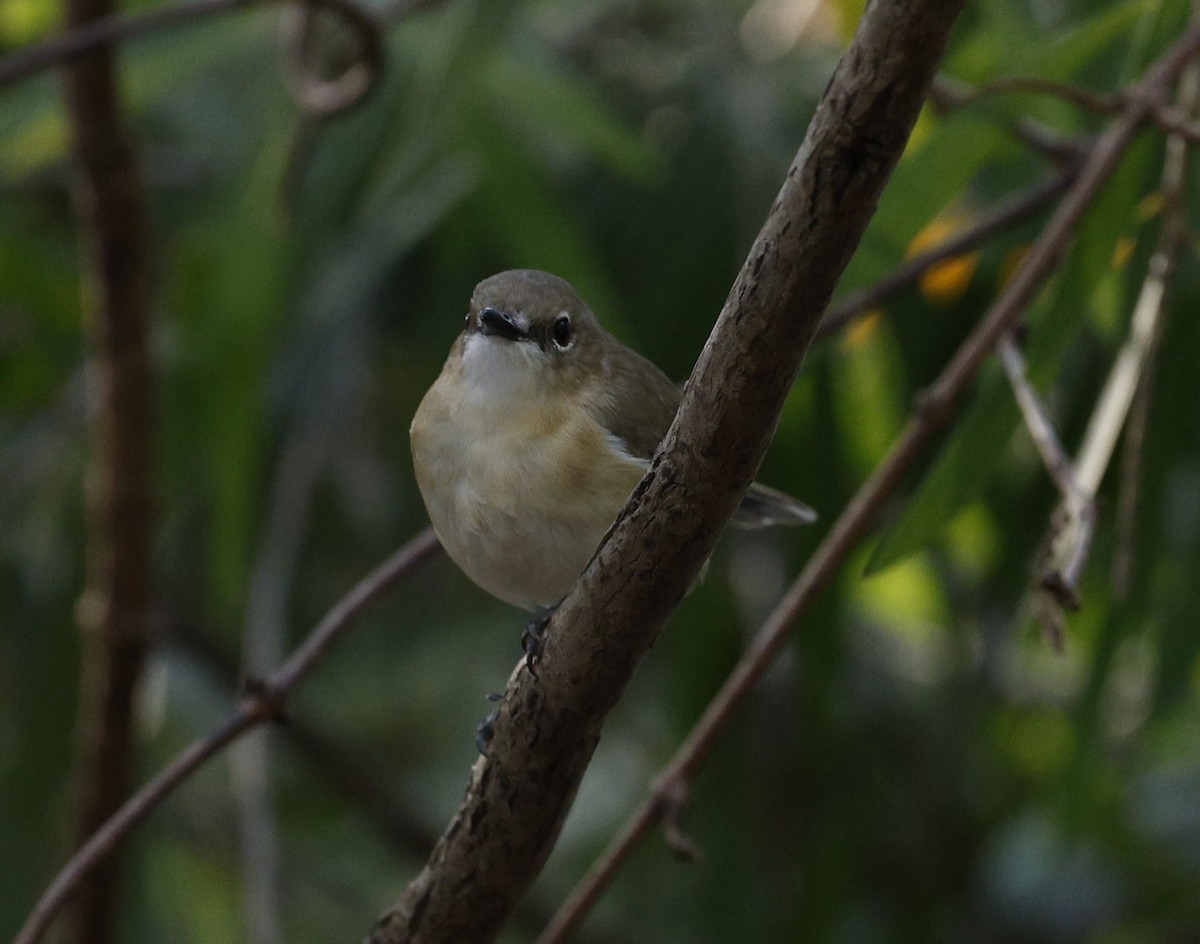 Large-billed Gerygone - ML623423162