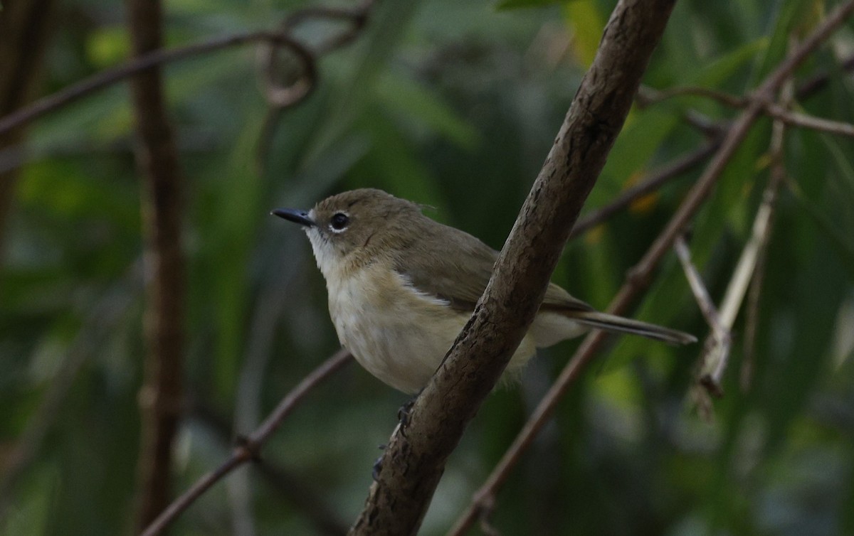 Large-billed Gerygone - ML623423163