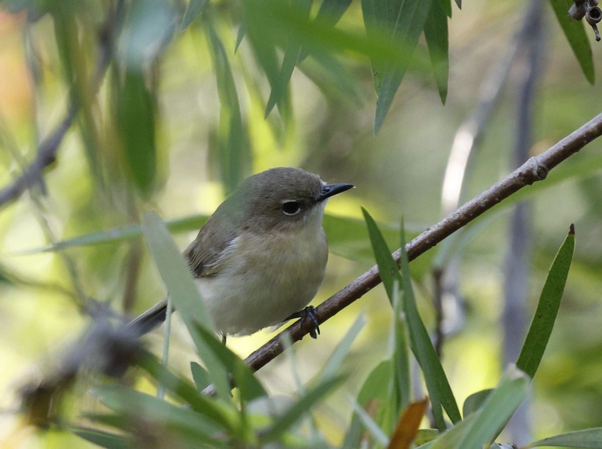 Large-billed Gerygone - ML623423164