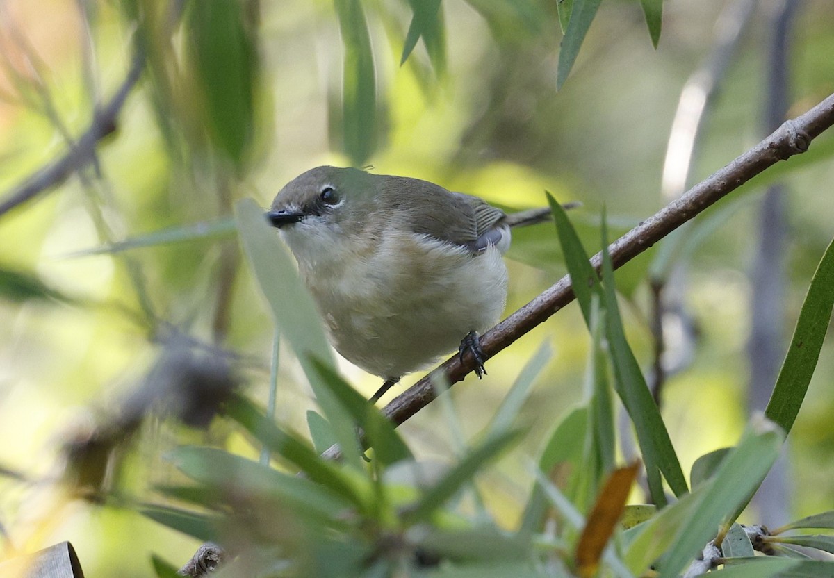 Large-billed Gerygone - ML623423165