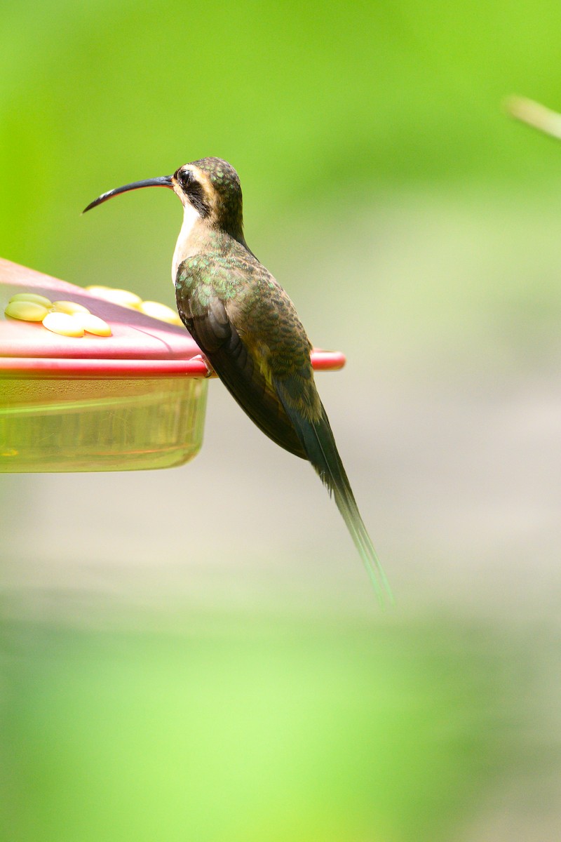 Pale-bellied Hermit - ML623423176