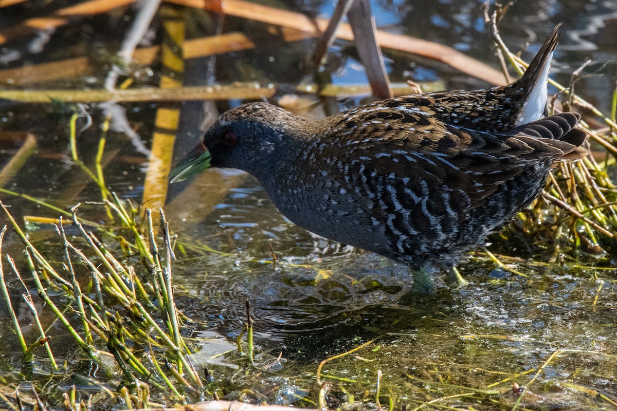 Australian Crake - Andy&Meg Crawford