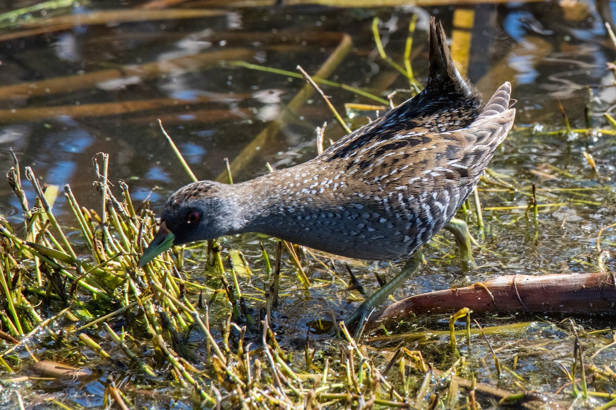 Australian Crake - ML623423241