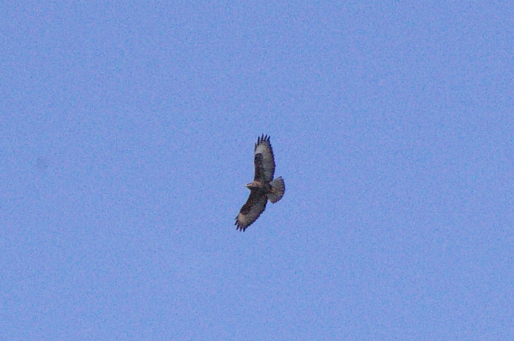 Common Buzzard (Canary Is.) - ML623423261