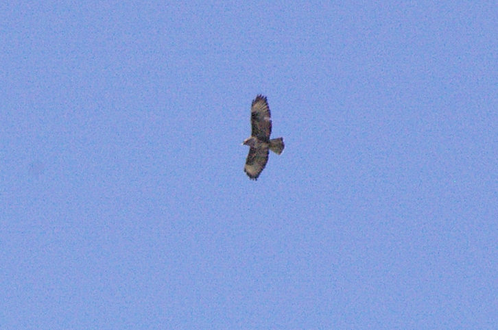 Common Buzzard (Canary Is.) - ML623423262