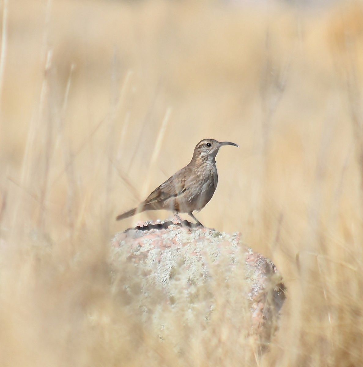 Scale-throated Earthcreeper - ML623423275