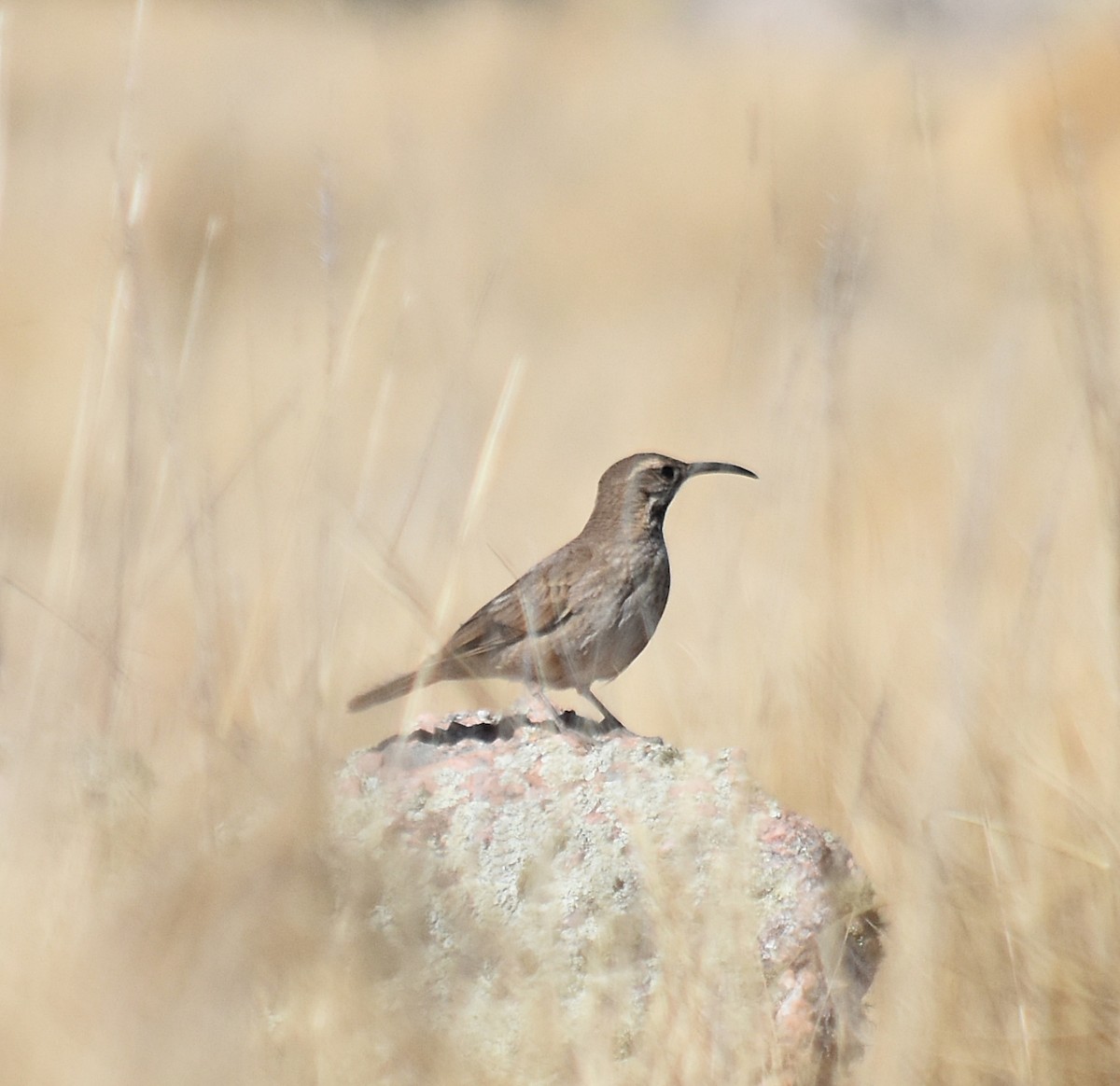 Scale-throated Earthcreeper - ML623423277