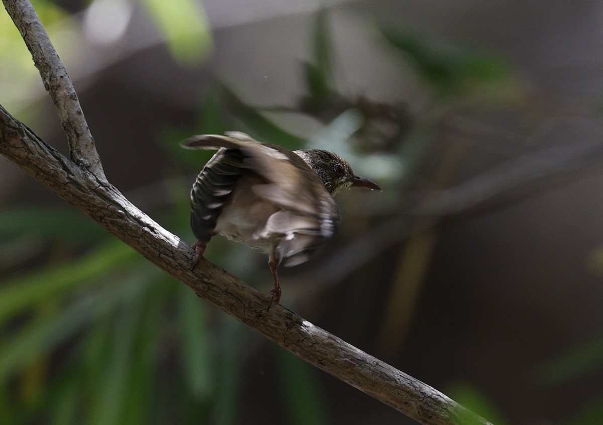 Brown-backed Honeyeater - ML623423281