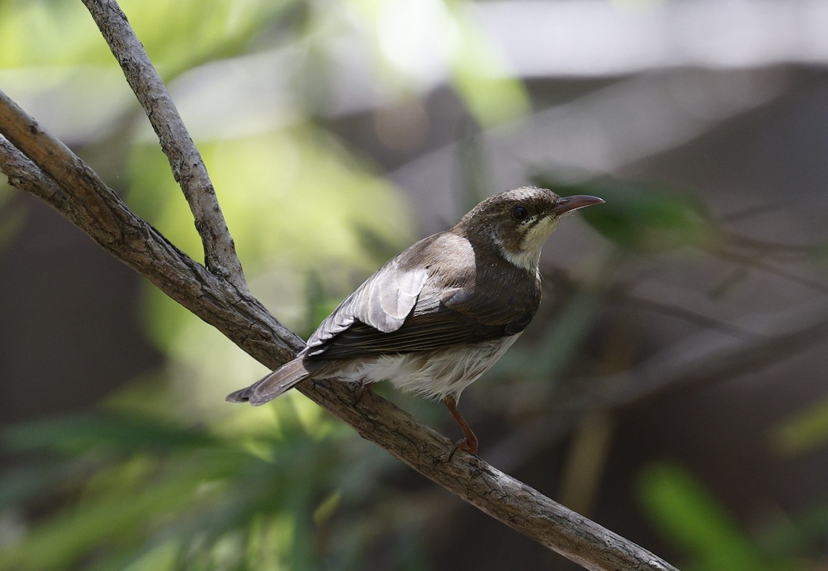 Brown-backed Honeyeater - ML623423282