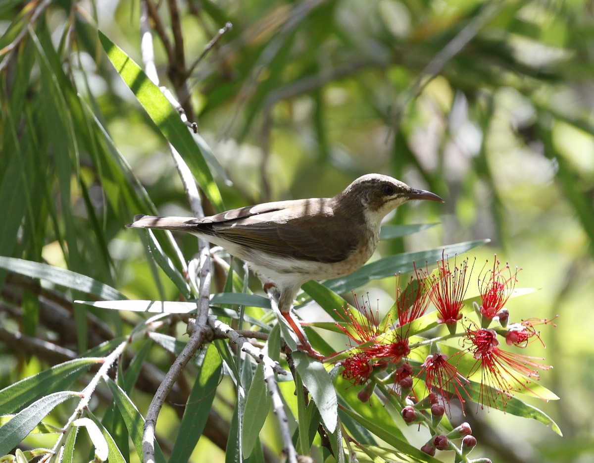 Brown-backed Honeyeater - ML623423284